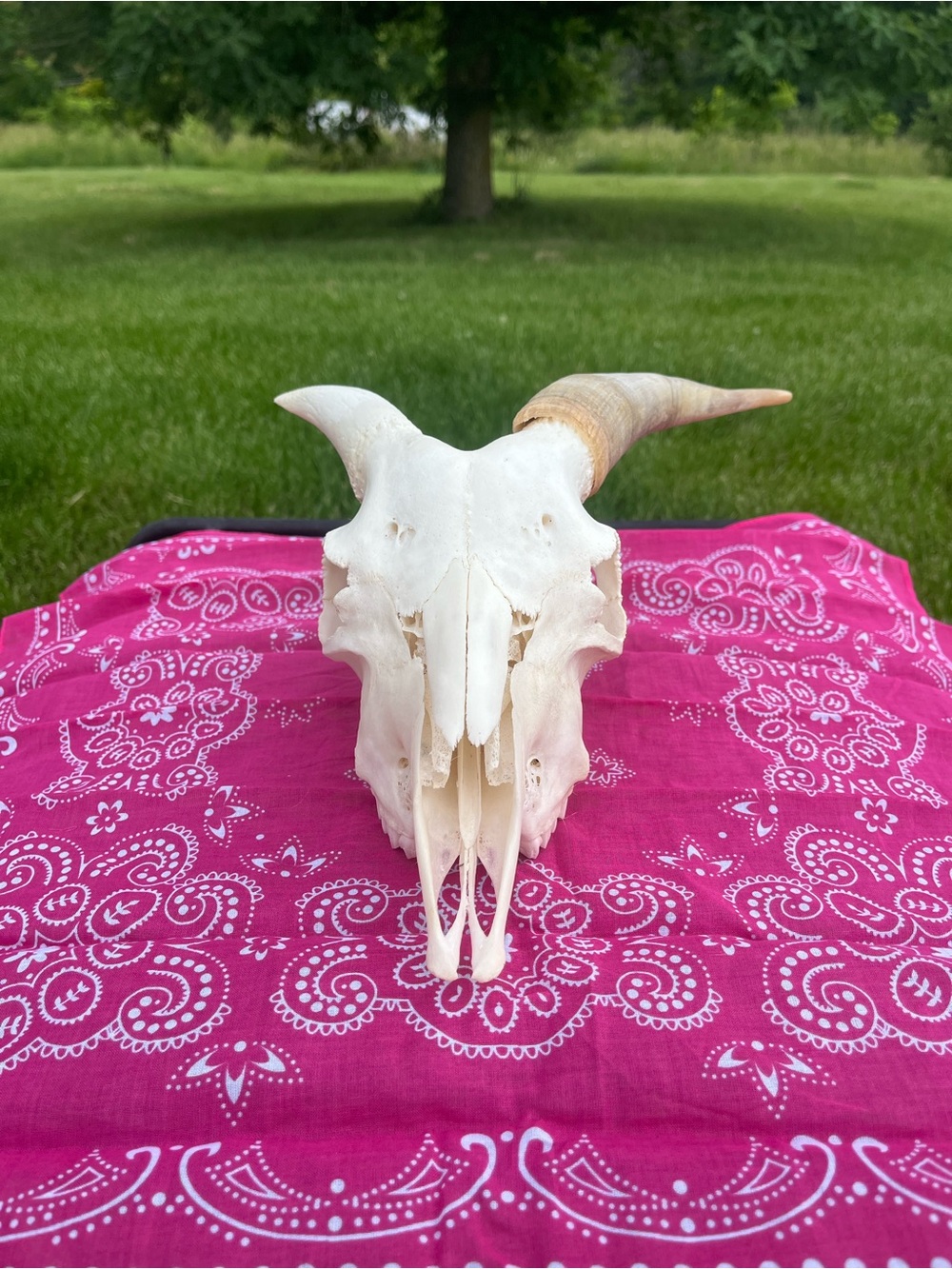 Goat Skull with Original Horns - Animal Bones - Taxidermy - Blue Bandana - Picture 2 of 11